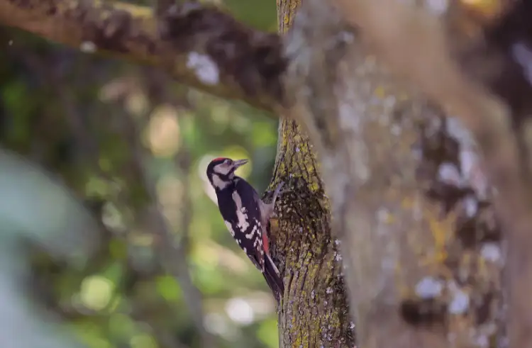 Acorn Woodpecker foraging in mixed forest