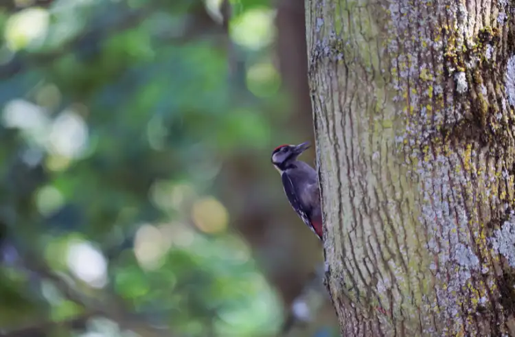Acorn Woodpecker pair at a granary trunk