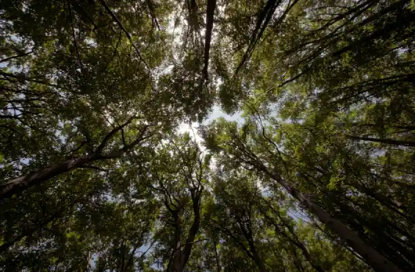 A view of an open Western oak woodland habitat in North America