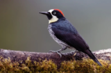 Acorn Woodpecker (Melanerpes formicivorus)