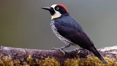 Acorn Woodpecker (Melanerpes formicivorus)