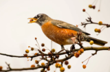 American Robin