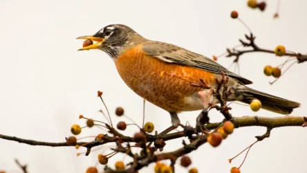American Robin