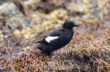 Black Guillemot (Cepphus grylle)