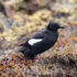 Razorbill (Alca torda)