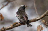 Black Rosy-Finch (Leucosticte atrata)