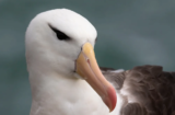 Black-browed Albatross