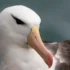 Gray-headed Albatross