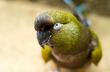 Burrowing Parrot