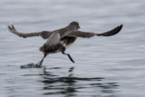 Cassin’s Auklet (Ptychoramphus aleuticus)