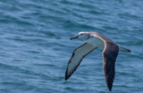 Gray-headed Albatross