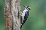 Hairy Woodpecker (Dryobates villosus)
