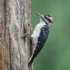 Yellow-bellied Sapsucker (Sphyrapicus varius)