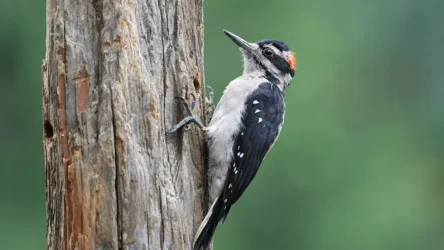 Hairy Woodpecker (Dryobates villosus)