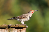 Northern Flicker (Colaptes auratus)