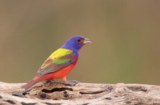 Painted Bunting (Passerina ciris)
