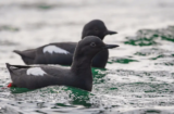 Pigeon Guillemot (Cepphus columba)