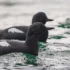 Cassin’s Auklet (Ptychoramphus aleuticus)