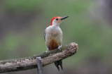 Red-bellied Woodpecker (Melanerpes carolinus)