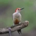 Northern Flicker (Colaptes auratus)