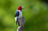 Red-headed Woodpecker (Melanerpes erythrocephalus)