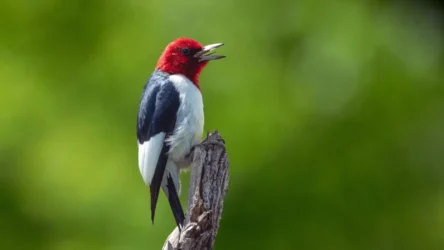 Red-headed Woodpecker (Melanerpes erythrocephalus)