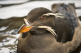 Rhinoceros Auklet (Cerorhinca monocerata)