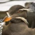 Cassin’s Auklet (Ptychoramphus aleuticus)