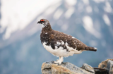 Rock Ptarmigan (Agopus Muta)
