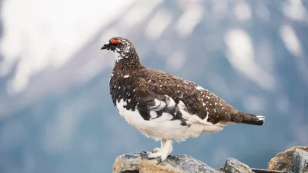Rock Ptarmigan (Agopus Muta)