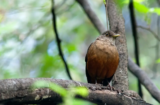 Rufous-bellied Thrush