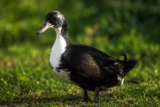 The Shetland Duck (Anas platyrhynchos domesticus)