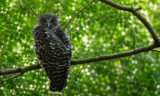 Powerful owl (Ninox strenua)