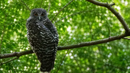 Powerful owl (Ninox strenua)
