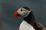 Atlantic Puffin (Fratercula arctica)