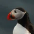 Tufted Puffin (Fratercula cirrhata)