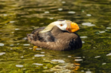 Tufted Puffin (Fratercula cirrhata)