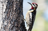 Yellow-bellied Sapsucker (Sphyrapicus varius)