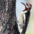 Hairy Woodpecker (Dryobates villosus)
