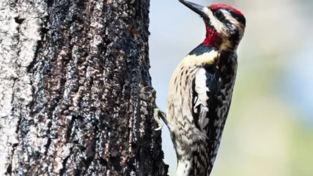 Yellow-bellied Sapsucker (Sphyrapicus varius)