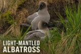 Light-mantled Albatross