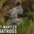 Burrowing Parrot
