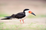 Black Skimmer (Rynchops niger)