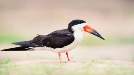 Black Skimmer (Rynchops niger)