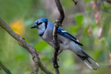 Blue Jay (Cyanocitta cristata): Identification, Habitat, Diet, and Behavior