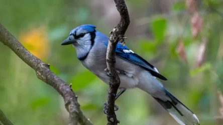 Blue Jay (Cyanocitta cristata): Identification, Habitat, Diet, and Behavior