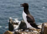 Razorbill (Alca torda)