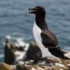Pigeon Guillemot (Cepphus columba)