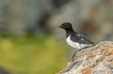 Little Auk (Alle alle)
