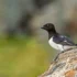Black Guillemot (Cepphus grylle)